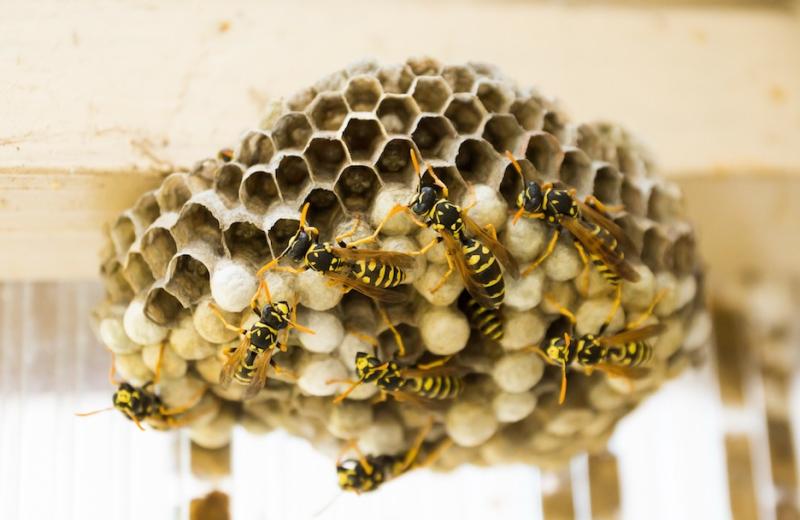 Close up image of hive