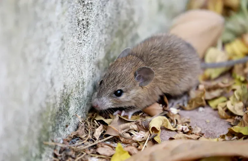 mouse outside next to house