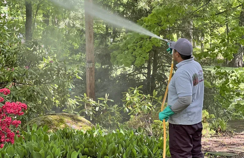 spraying trees for mosquitoes and ticks