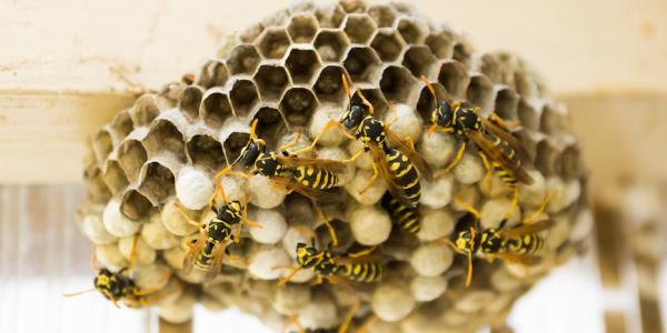 Close up image of hive